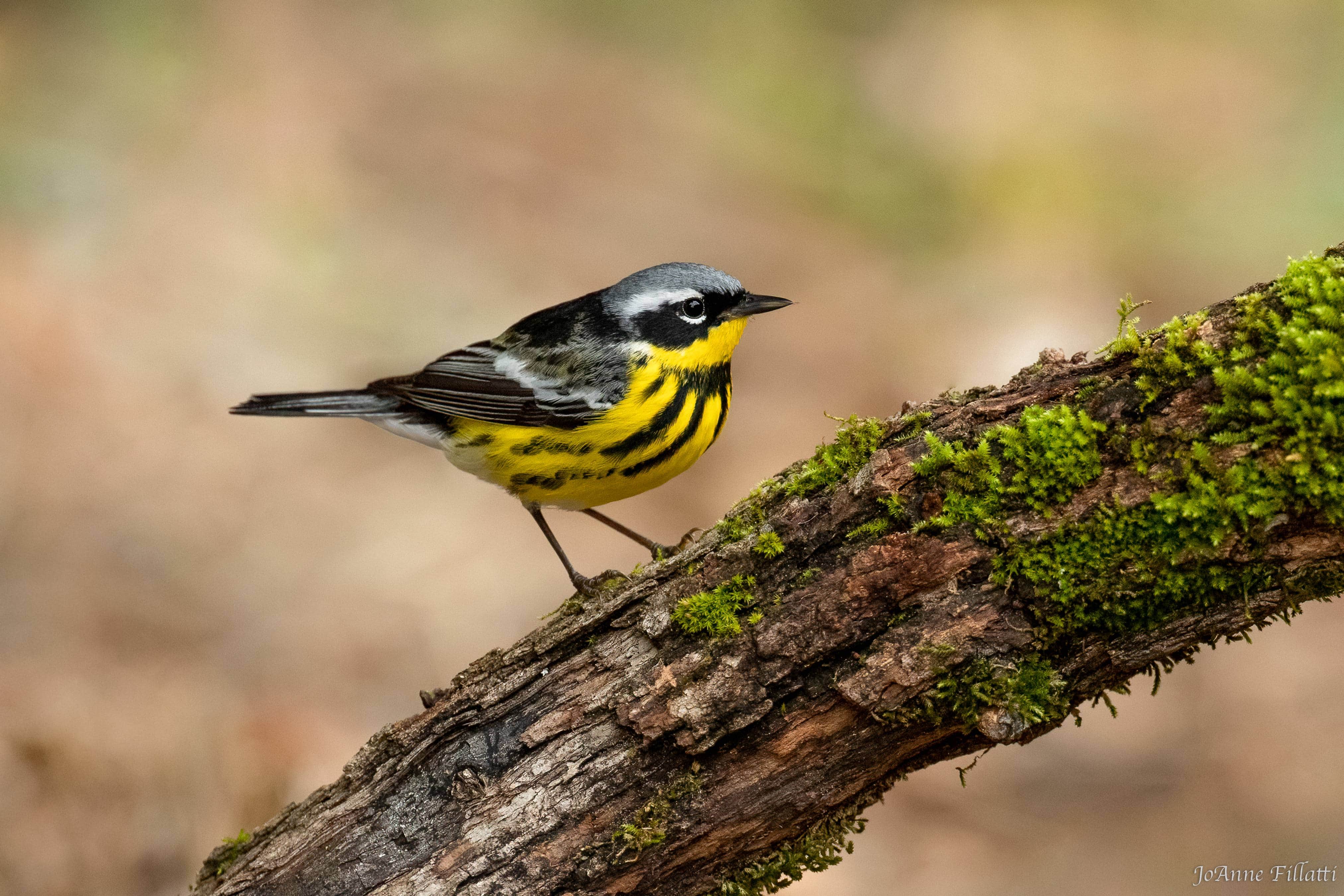 bird of Galveston Island image 6